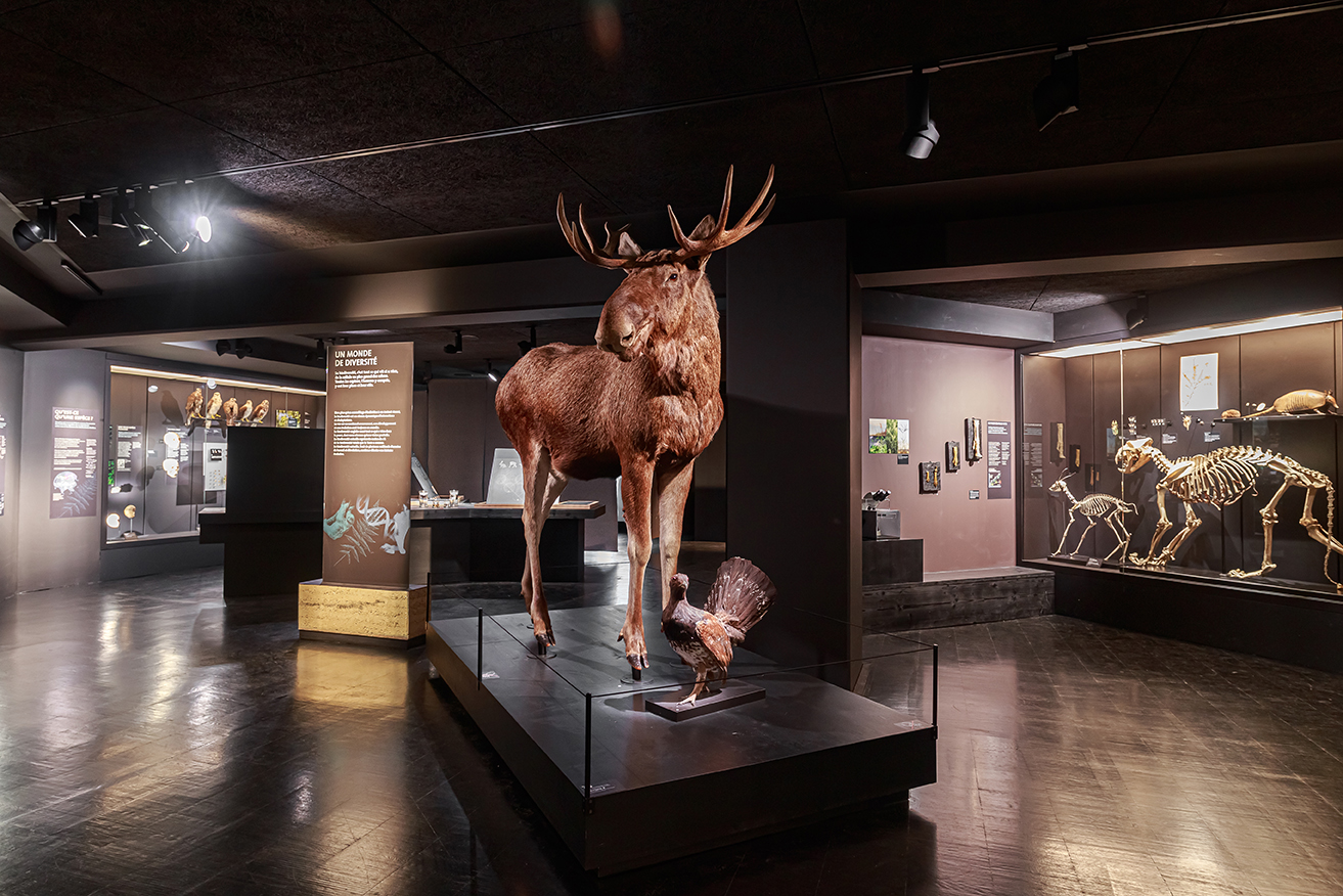 Muséum d’Orléans pour la Biodiversité et l’Environnement